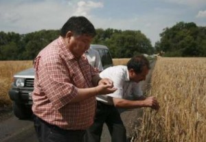 Aug 5th, 2008 (Reuters) - Murat Shamshinurov (L) general director of Nastyusha Black Earth, and Valery Yurov, executive director of Nastyusha-Petrovsky farm, inspect wheat prior to harvesting in the village of Petrovsky, Lipetsk region, July 16, 2008. (Reuters)