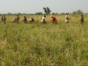 Recolte du riz au Burkina (Photo: Tad Kohz)