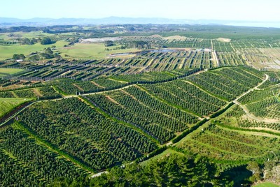 New Zealand Dairy Farms Are Converting to Avocado Orchards