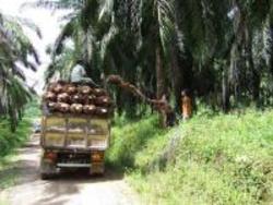 Medium_loading_truck_with_oilpalm