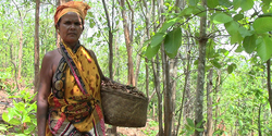 Medium_apaisada-india-women-collecting-siali-leafs