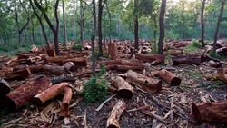 Medium_deforestation