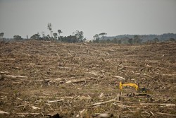 Medium_deforestation