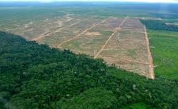Medium_deforestation_1_credit_mathias_rittgerott_2f_rainforest_rescu