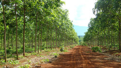 Medium_lao-vietnam_rubber_plantation