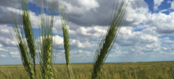 Medium_green-wheat