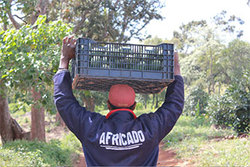 Medium_africado-carrying-of-avocados