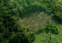 Medium_deforestacion_en_la_amazonia_15_0