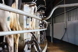 Medium_beston-sells-dairy-farms-for-40