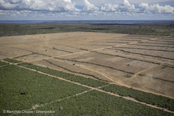 Medium_photo-2-deforested-area-in-the-municipality-of-barreiras-the-cerrado-region-in-the-western-of-bahia-brazil