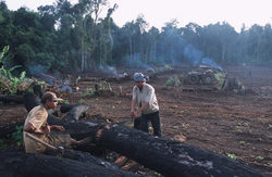 Medium_cambodia-deforestation_peter-charlesworth-lightrocket-gettty-2048x1337