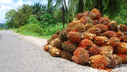 Medium_fresh-oil-palm-fruits