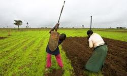 Medium_farmers-in-nigeria
