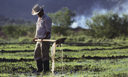 Medium_colombian-farmer-001