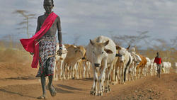 Medium_pastoralist-with-cattle_3column00_nospace_landscape