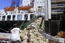 Medium_sheep-herded-into-ship-data