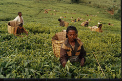 Medium_ethiopia_tea_plantation