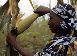 Medium_006-women-food-farming-image-iita-image-library