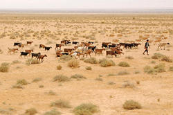 Medium_tunisia-4210-goat-herder_l
