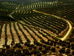 Medium_olive_farm_tunisia