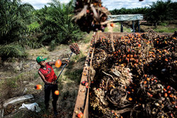 Medium_oil-palm-worker