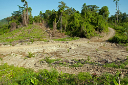 Medium_forest_clearing_for_oil_palm