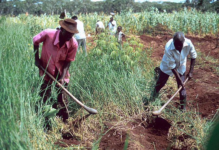 farmlandgrab.org | US, UAE firms eye Zambian farming land