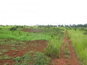IKO's large-scale land concession near Nanga-Eboko. The lands are  currenlty used by local communites for farming and hunting and  gathering.