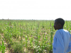 Tiedo Kane, member of the farmers' organisation SEXAGON, looks out  at the fields of millet planted by local farmers that will soon be  taken over by Illovo Sugar for its Merkala Sugar Project (Photo: GRAIN,  October 2010)
